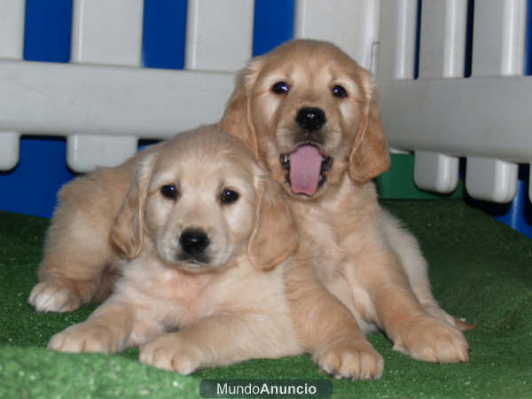 Tu Golden, impresionantes cachorros