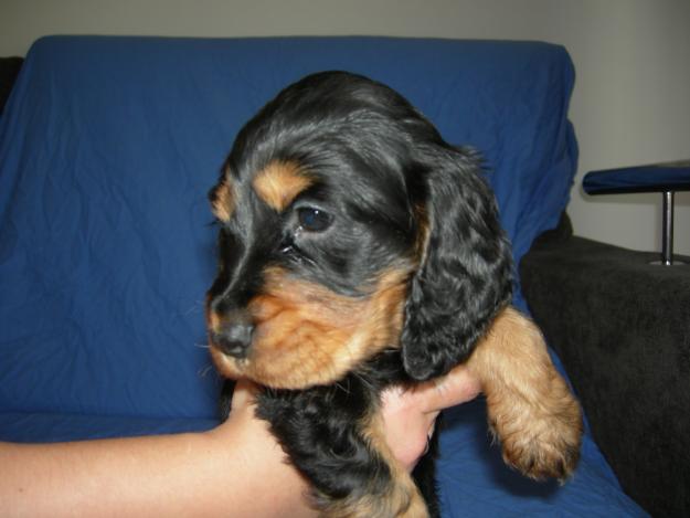 Vendo camada de cachorros de Cocker Spaniel