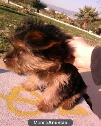 Vendo yorkshire terrier macho