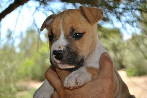 Cachorros American Staffordshire 100E