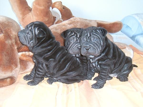 camada  de shar pei negros y chocolate