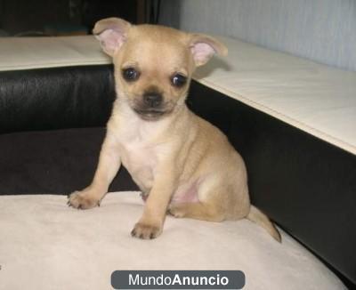 CHIHUAHUA, excepcional raza