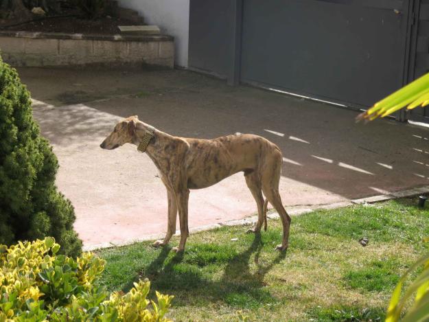 Cyrano, precioso galgo de 2 años en ADOPCION abandonado por no servir para cazar.