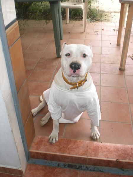 se venden pitbull