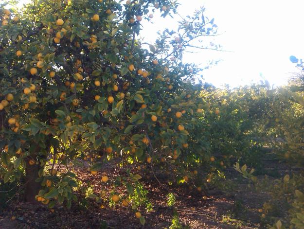 Venta de Limones