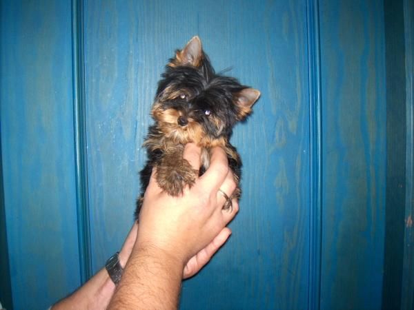 yorkshire terrier caprichitos de hembritas toy