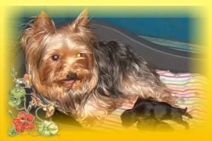 yorkshire terrier dos machitos con pedigri loe