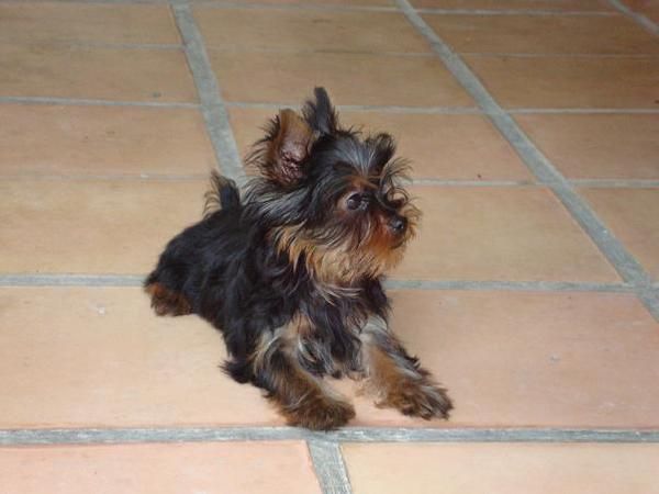 yorkshire terrier,linea coramonte,nacido el 02/05/09,tamaño muy pequeño,