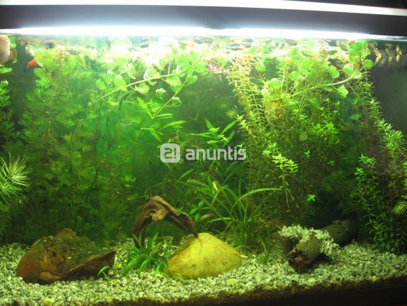 ACUARIO 100L. CON PECES Y PLANTAS GRATIS