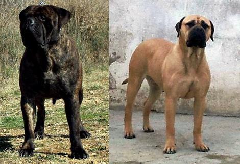 Bullmastiff cachorros disponibles