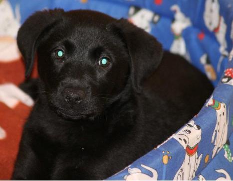 Busco novia, soy un labrador de 14 meses negro y con pedigree