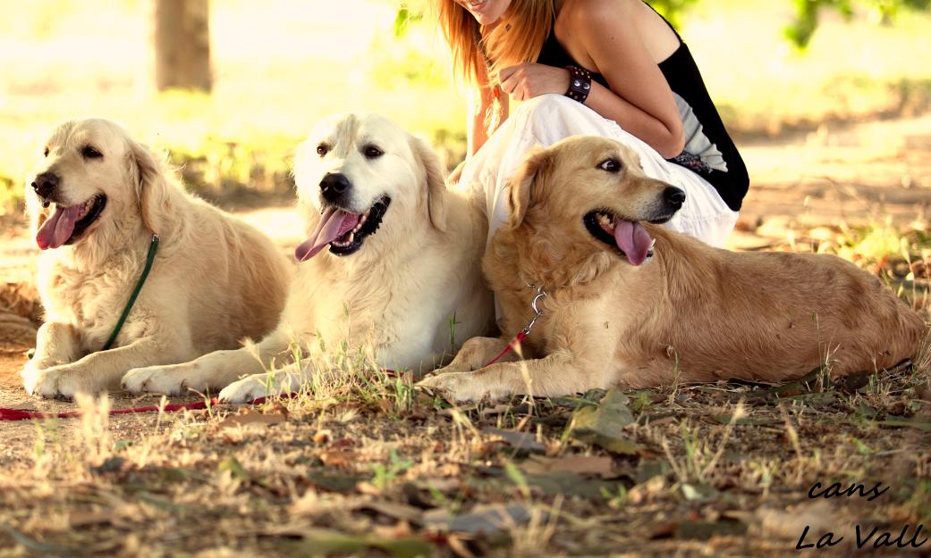 Preciosa camada de Golden Retriever