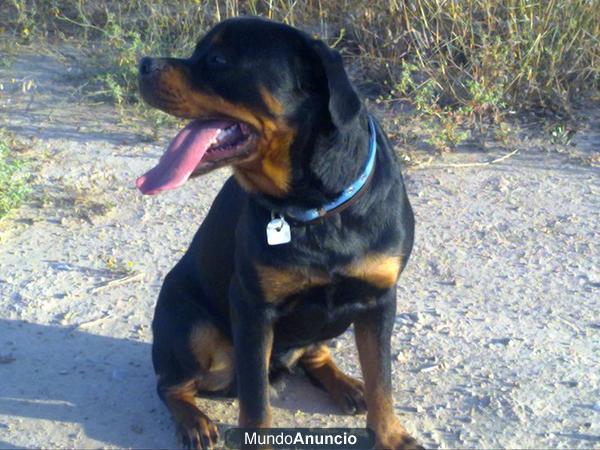 regalo rottweiler