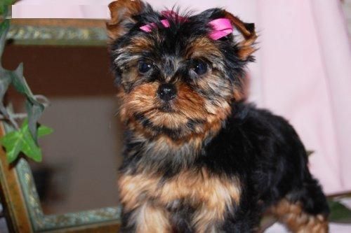 Yorkie cachorros para la venta