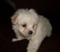 BICHON  MALTES  STANDAR   435 c/u