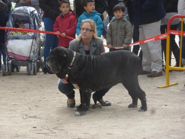 hembra de mastin napolitana campeona