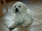 Se vende golden retriever por no poder atender - mejor precio | unprecio.es