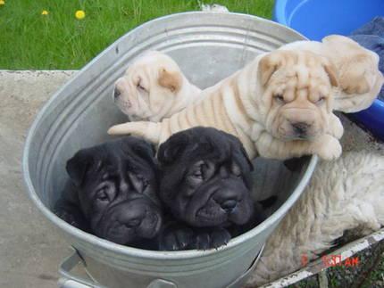 Shar-pei welpen zu verkaufen