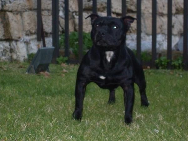 Staffordshire Bull Terrier disponible para montas