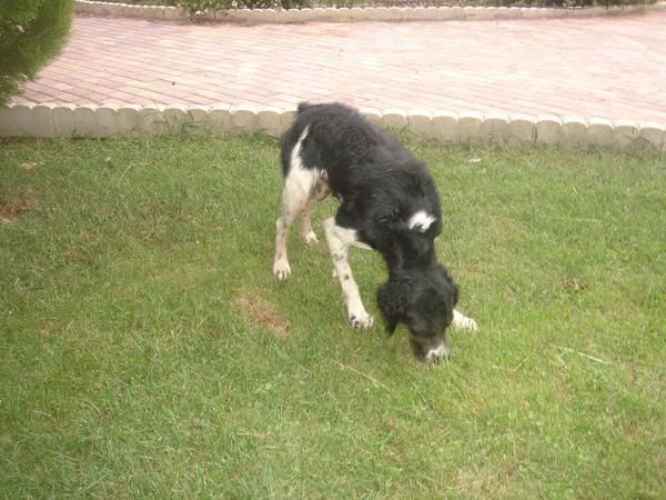 vendo breton blanco y negro iniciado