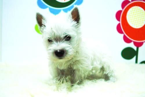 Westys Cachorretes con 2 Meses - www.animalflower.es