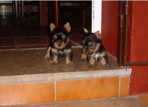 YORKSHIRE MINI PEDIGRÍ NACIONAL LOE 400€   A TODA ESPAÑA