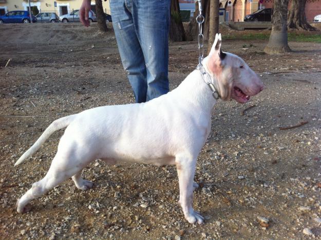 BULL TERRIER CAMPEON PARA MONTAS