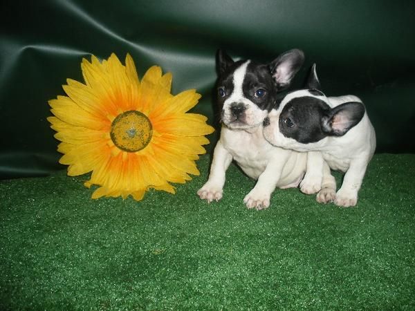 BULLDOG FRANCES, ESTUPENDA CAMADA