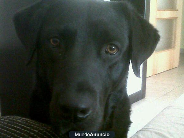 busco hembra de labrador para monta