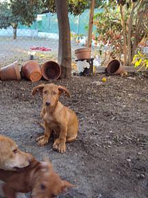 Este cachorro es Aron y pronto se le acabaran sus ganas de vivir