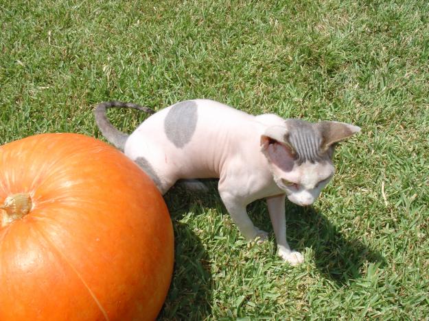 excelente gatita sphynx