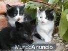 GATITOS VAQUITAS DE 2 MESES EN ADOPCION!!!