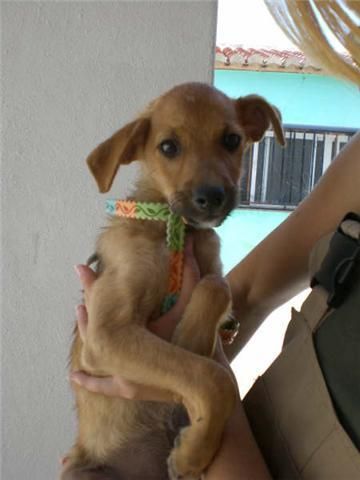 Llory, cachorrito triste busca familia adoptiva.