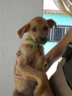 Llory, cachorrito triste busca familia adoptiva. - mejor precio | unprecio.es