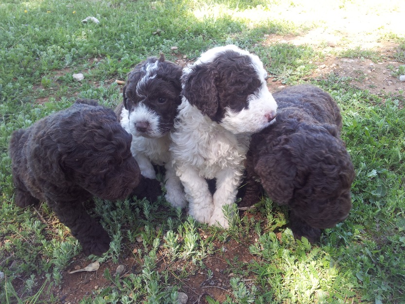 vendo cachorros de perro de agua