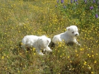 Westys cachorros con pedigri, preciosos - mejor precio | unprecio.es