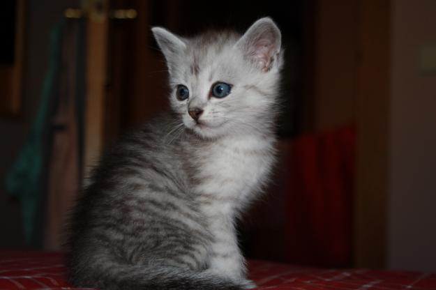 ÚLTIMOS 3 GATOS PERSA CHINCHILLA