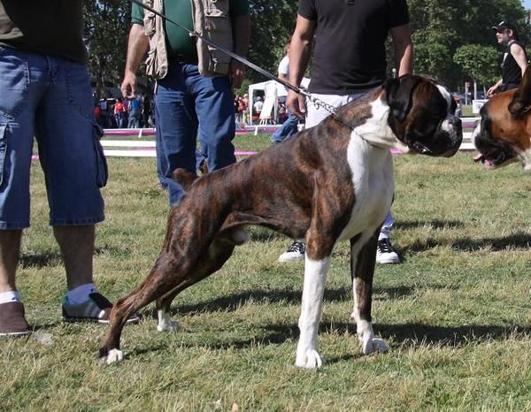 Boxer de exposicion, (Boxer de Ben Alkama)