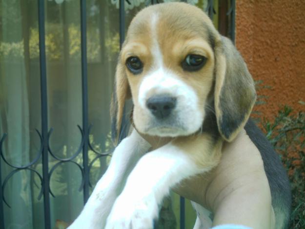 cachorros beagle