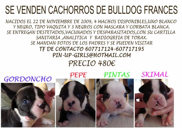 CACHORROS DE BULLDOG FRANCES CRIADOS EN CASA ,ENTREGA INMEDIATA