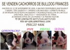 CACHORROS DE BULLDOG FRANCES CRIADOS EN CASA ,ENTREGA INMEDIATA - mejor precio | unprecio.es