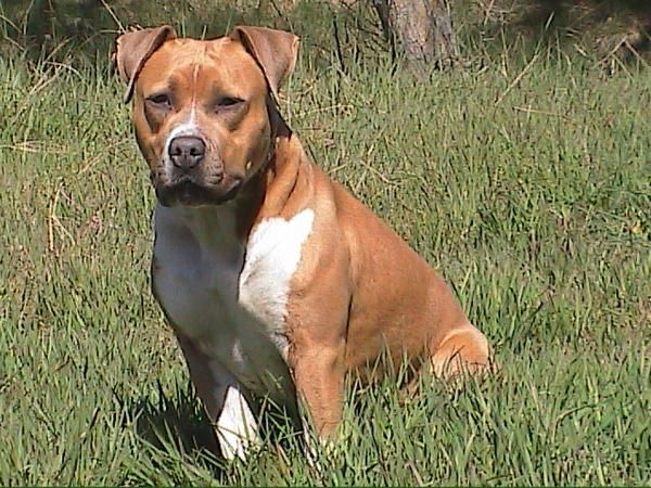 Camada American-Staffordshire