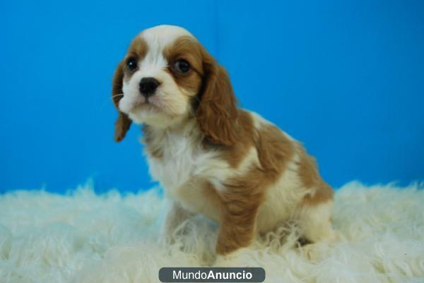 cavalier king, cachorros de dos meses