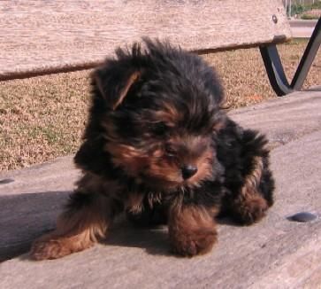 disponibles yorkshire terrier