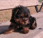 disponibles yorkshire terrier - mejor precio | unprecio.es