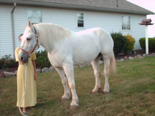 Gelding Pony blanco (plata Caballo)