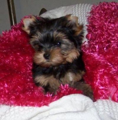 Genuine Calidad Teacup Yorkies