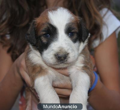 Itza e Itzi cachorritos buscan hogar