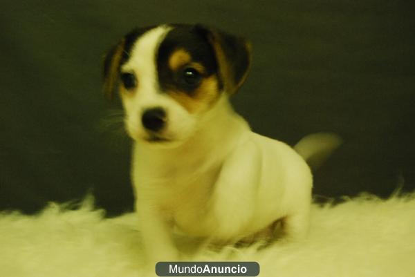 jack russell terrier, machos y hembras con dos meses, con dos meses