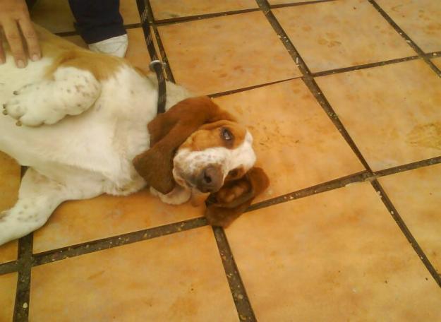 regalo basset